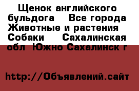 Щенок английского бульдога  - Все города Животные и растения » Собаки   . Сахалинская обл.,Южно-Сахалинск г.